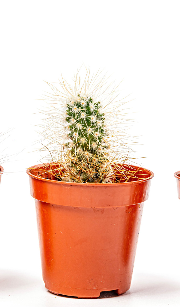 Три колючих кактуса на белом фоне 