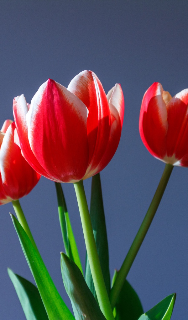 Три красных тюльпана на сером фоне