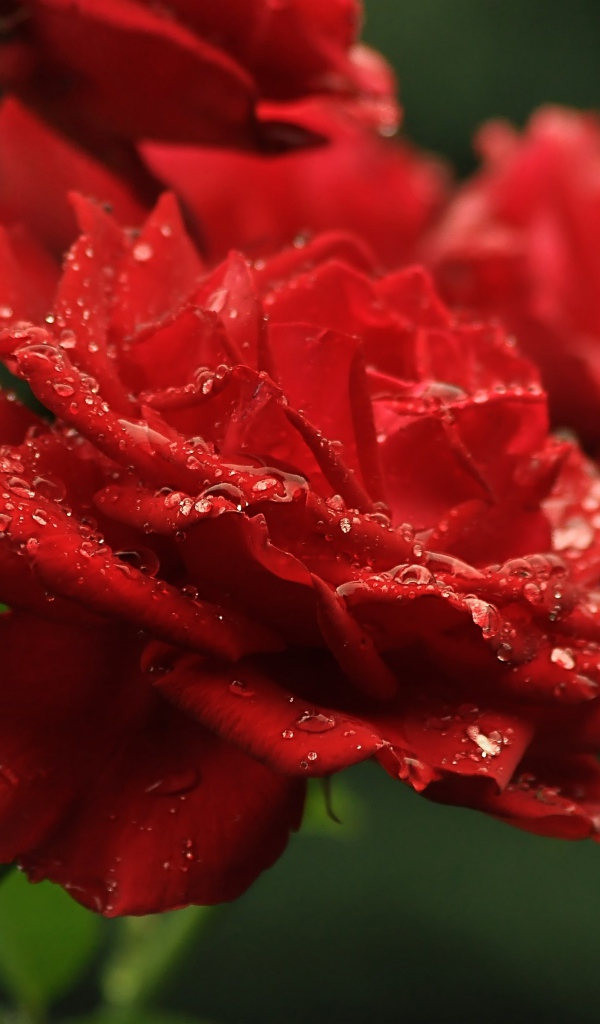 Три алые розы в каплях росы