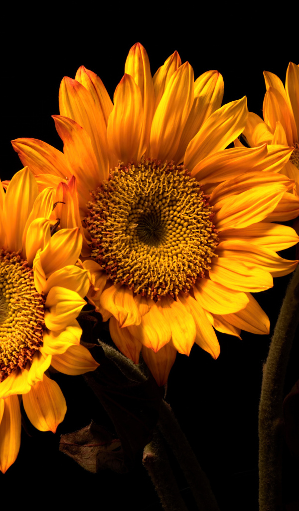 Три цветка подсолнуха на черном фоне
