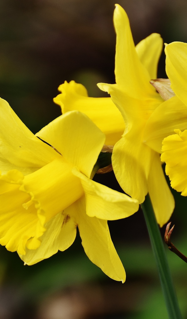 Три  желтых весенних нарцисса крупным планом