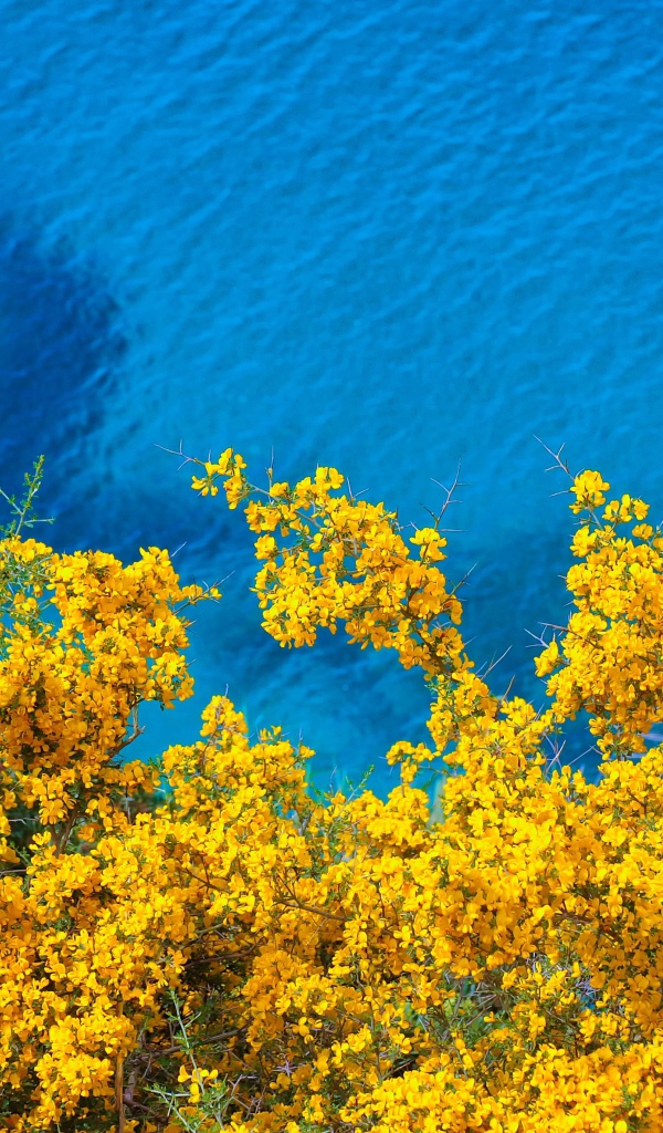 Дерево с желтыми цветами над голубой водой