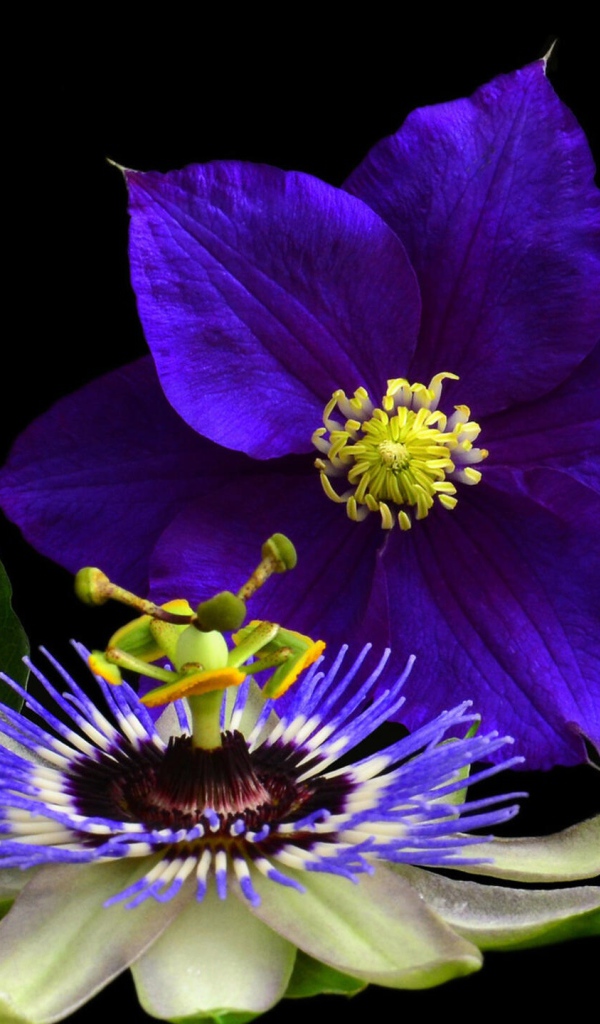 Два красивых цветка клематиса на черном фоне