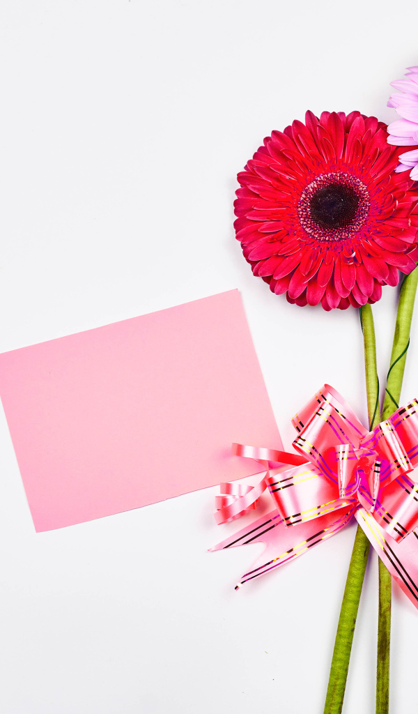 Два цветка герберы на столе с бантом и листом бумаги