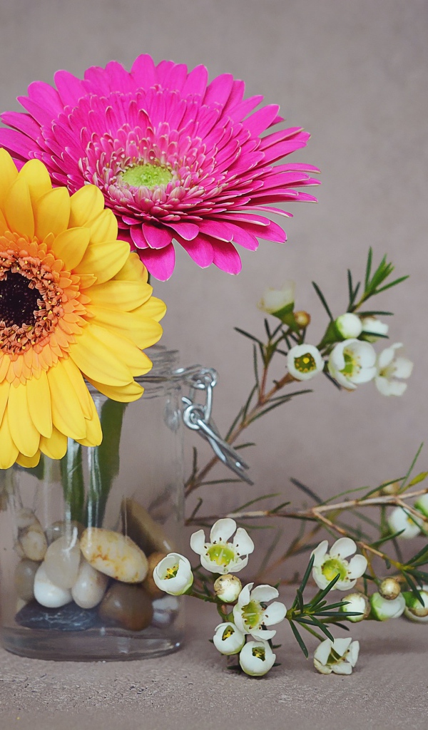 Два цветка герберы с белыми на сером фоне