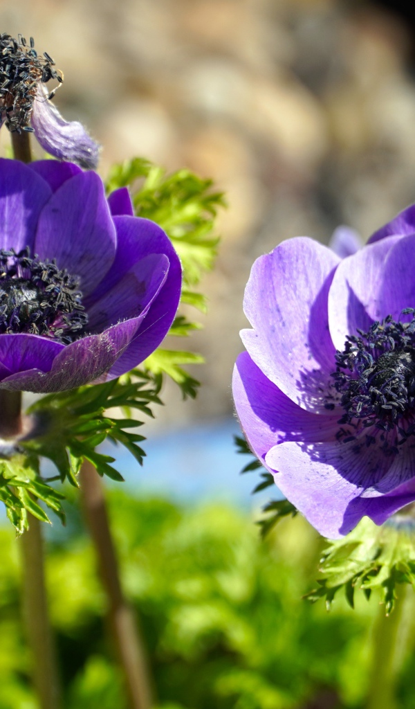 Два сиреневых цветка анемоны на клумбе