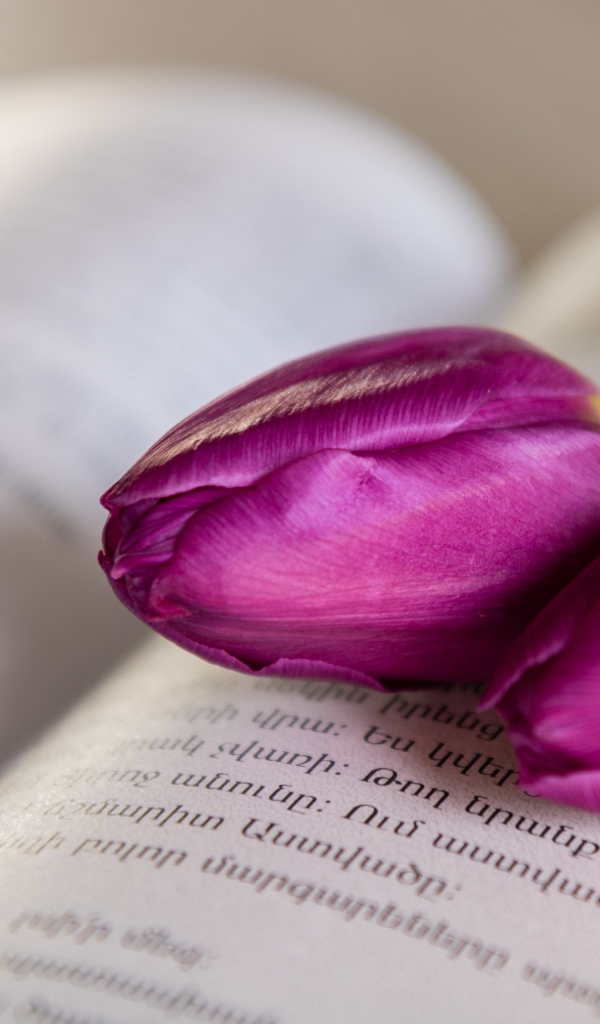 Два сиреневых тюльпана лежат на книге