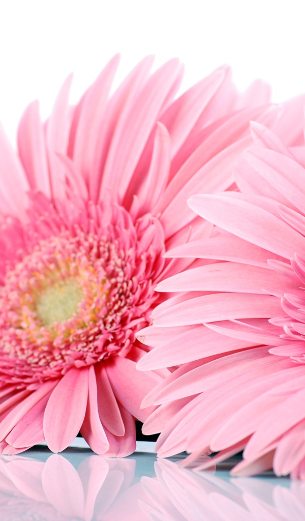 Два розовых цветка герберы на белом фоне