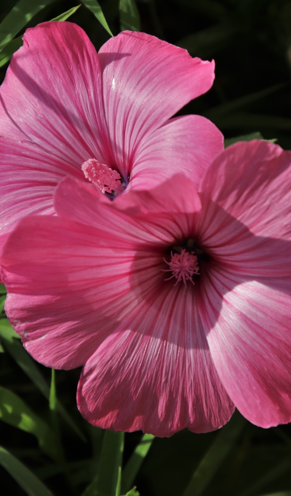 Два розовых цветка лавантеры в траве