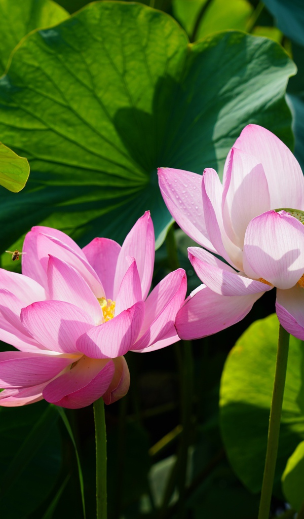 Два розовых цветка лотоса в зеленых листьях