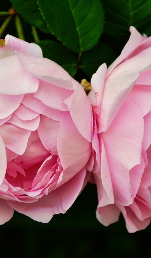 Two pink rose flowers close up