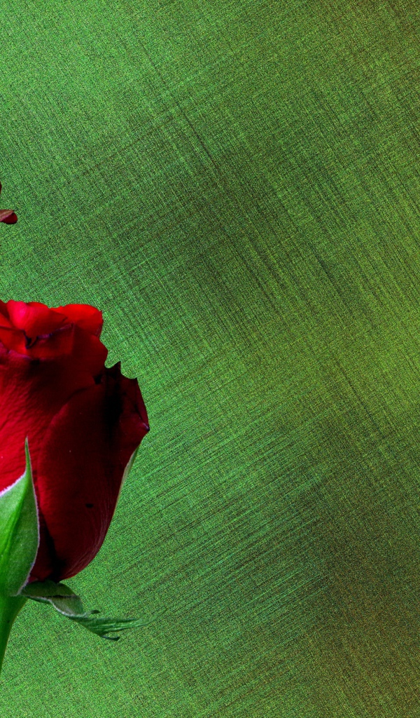 Две красные английские розы на зеленом фоне