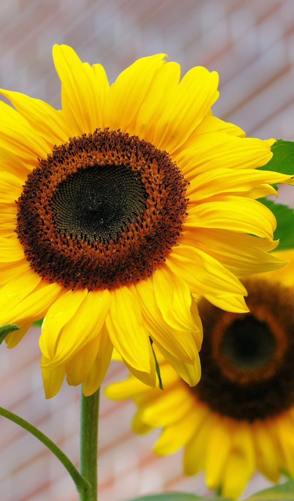 Два цветка подсолнуха на фоне стены