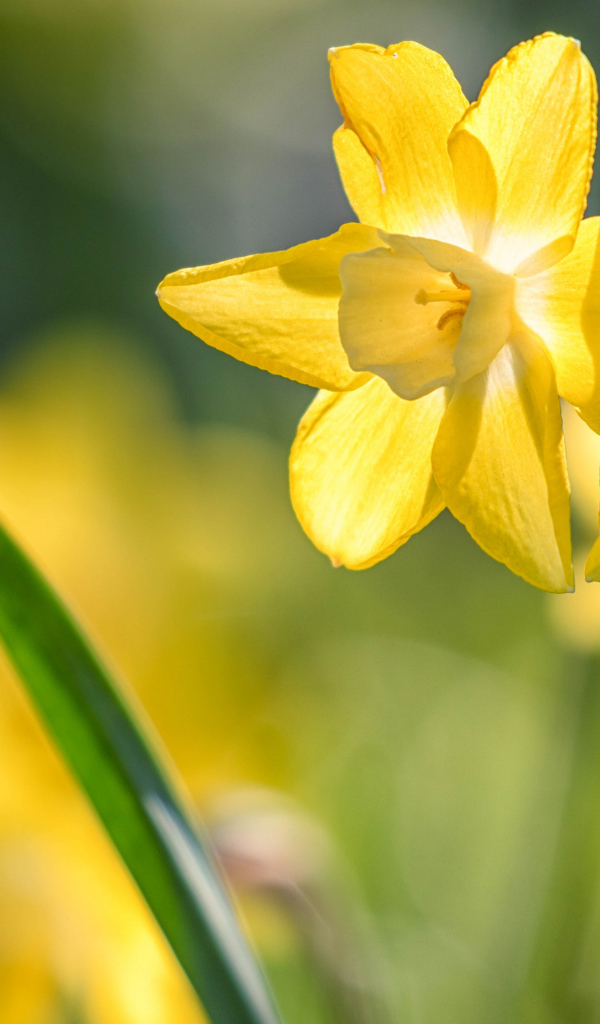 Два нежных весенних нарцисса на клумбе