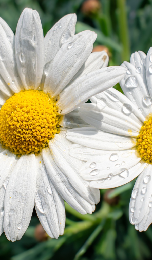 Две белые ромашки в каплях росы на клумбе