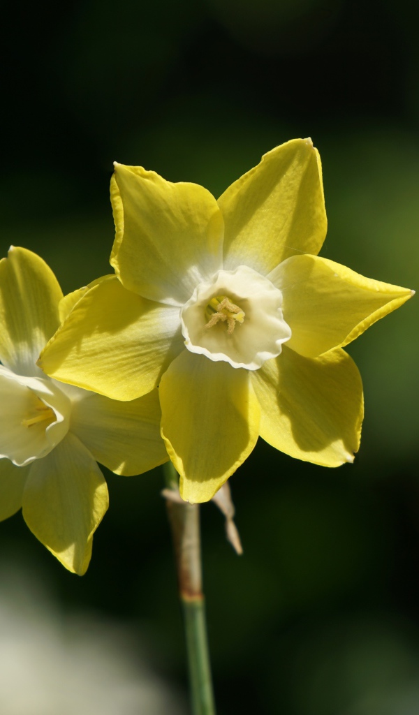 Два желтых цветка нарцисса крупным планом