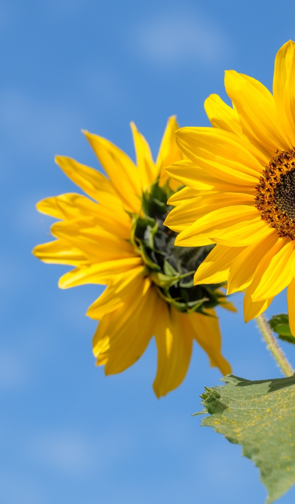 Два желтых цветка подсолнуха на фоне голубого неба