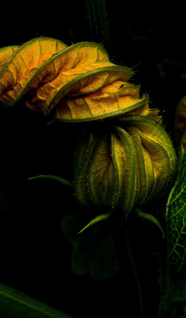 Нераспустившийся цветок тыквы на черном фоне