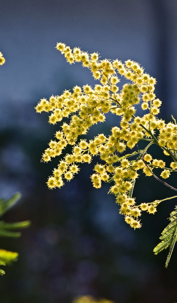 Теплые ветки мимозы в лучах солнца