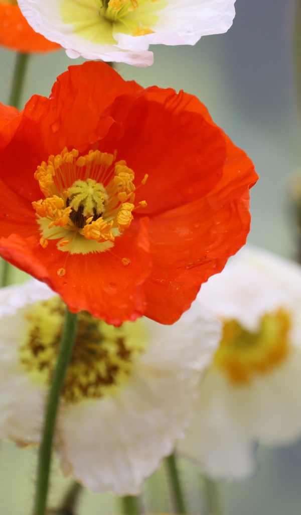 Белые и красные маки крупным планом