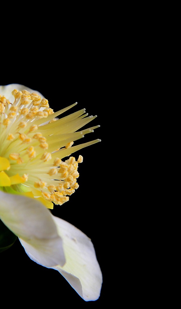 Белый цветок анемоны боком на черном фоне 