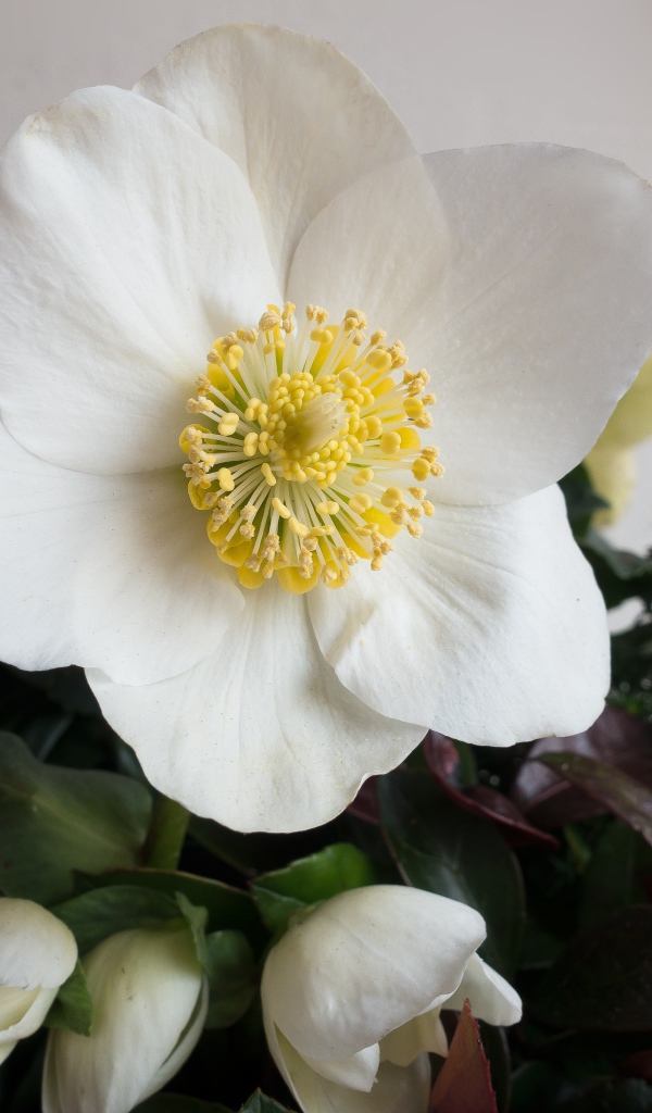 Белый цветок анемоны с бутонами