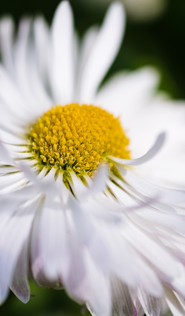 Белый цветок астры крупным планом 