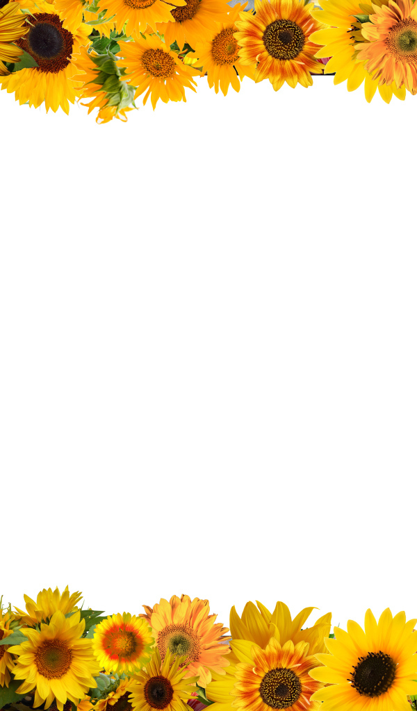 Белый фон с желтыми подсолнухами 