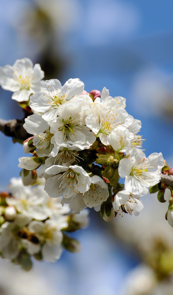 Белые красивые цветы вишни с бутонами на ветке 