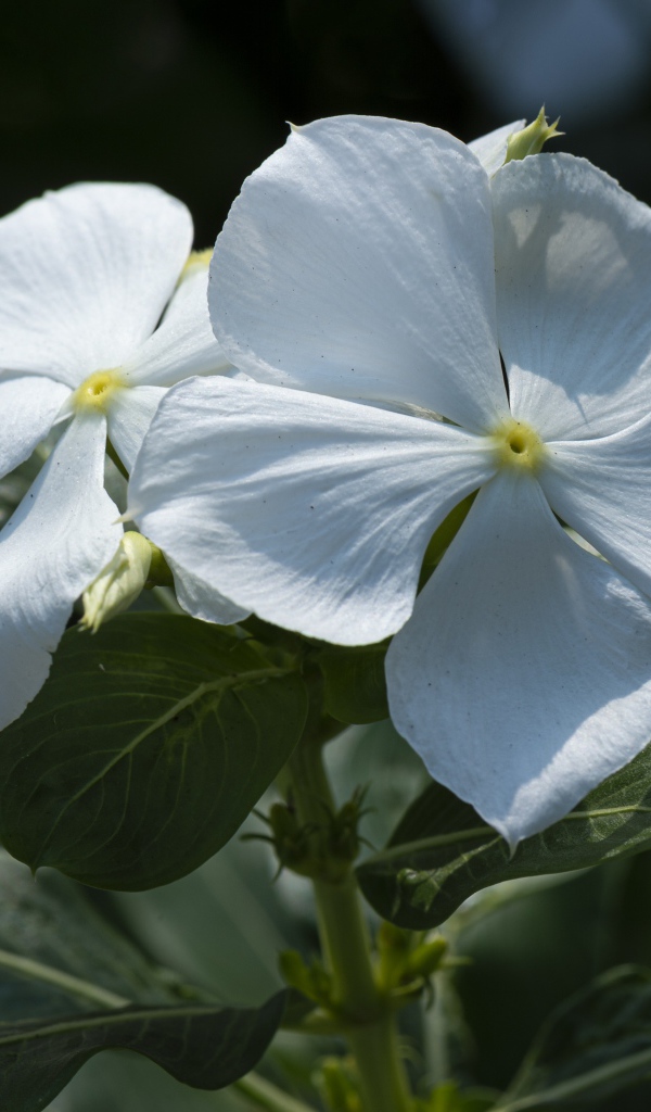 Белые красивые цветы Катарантус