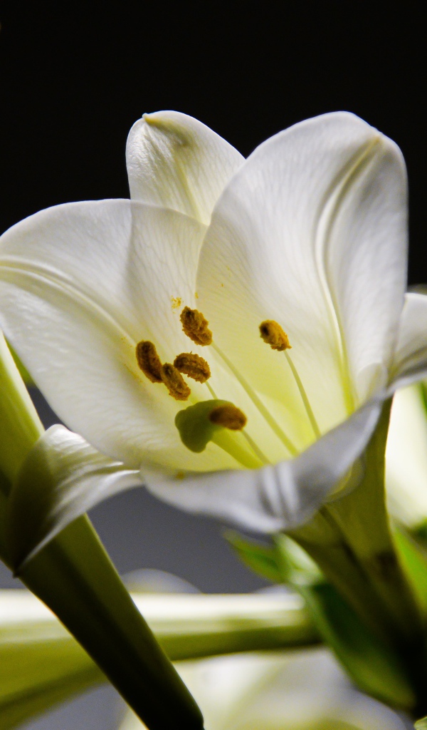 Белые красивые лилии с бутонами на черном фоне 