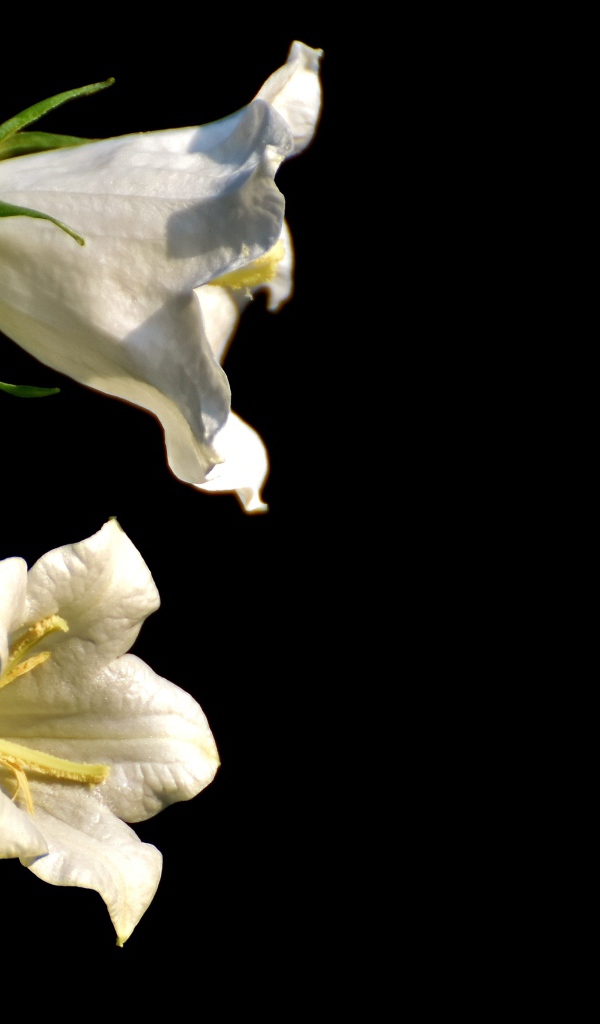 Белые цветы колокольчика на черном фоне