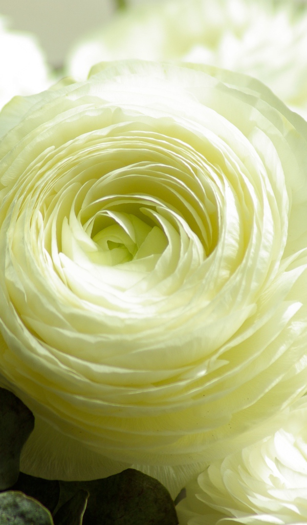 Белые цветы лютика крупным планом