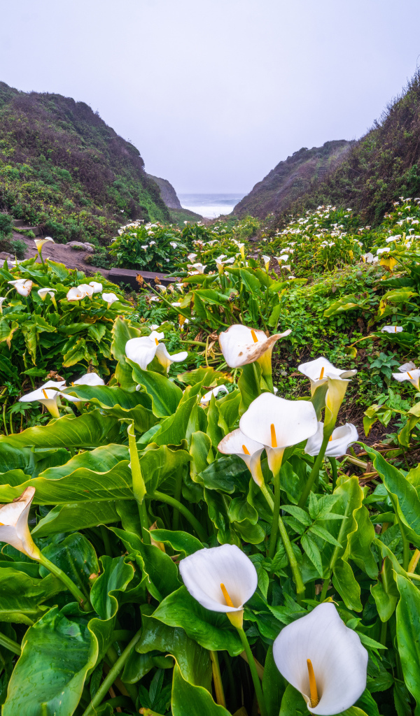 Белые цветы каллы с большими зелеными листьями