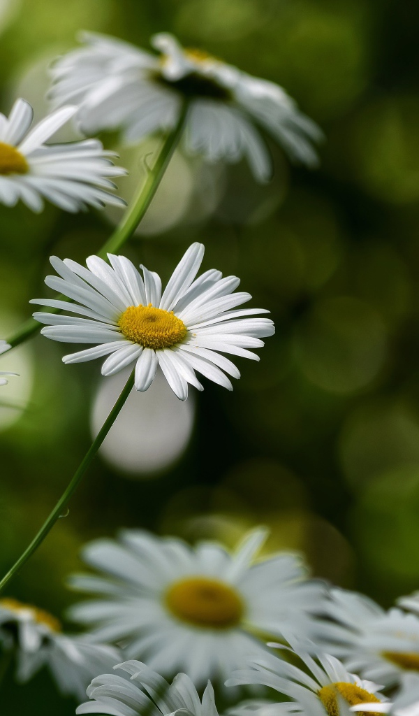Белые цветы ромашки растут на клумбе 
