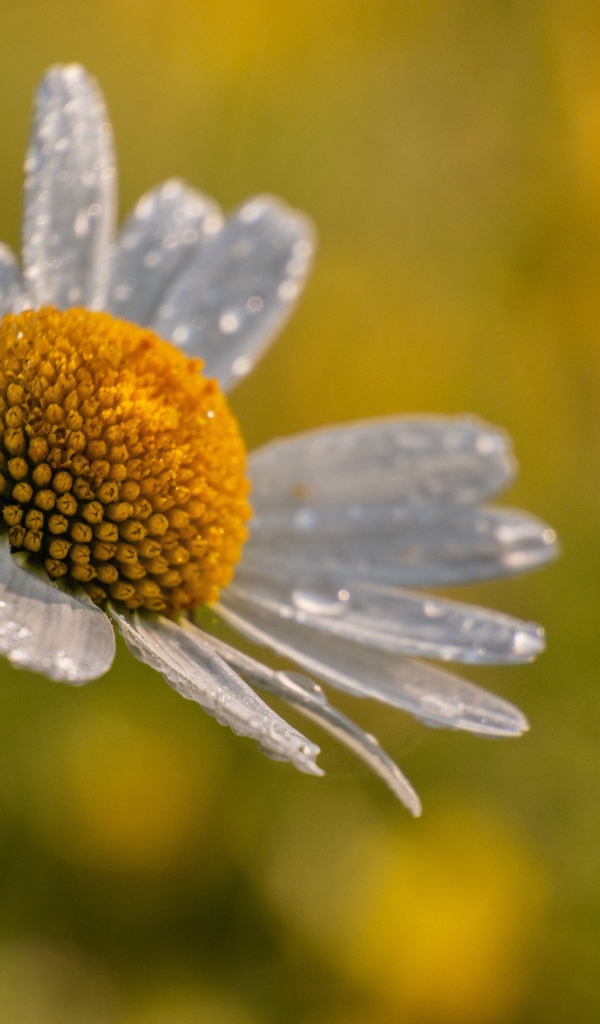 Лепестки белой ромашки в каплях росы