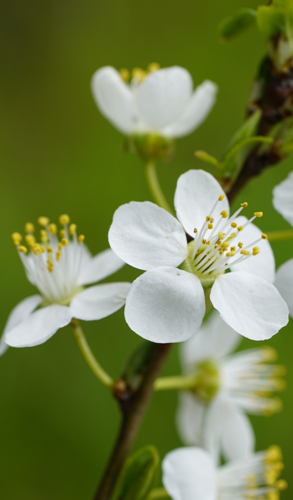 Белые цветы вишни на ветке на зеленом фоне