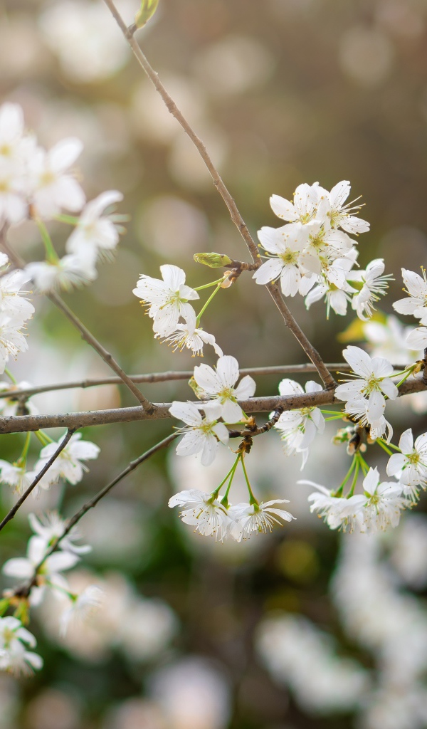 Белые цветы вишни на тонкой ветке
