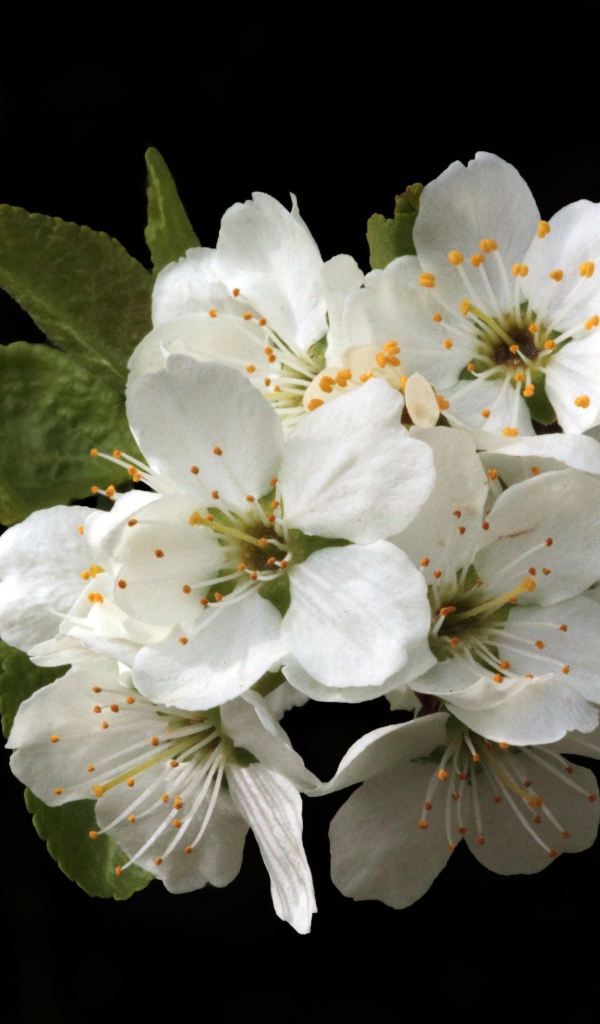 Белые цветы вишни на черном фоне