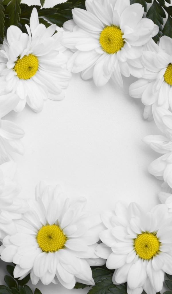 Белые цветы хризантемы с зелеными листьями на белом фоне 