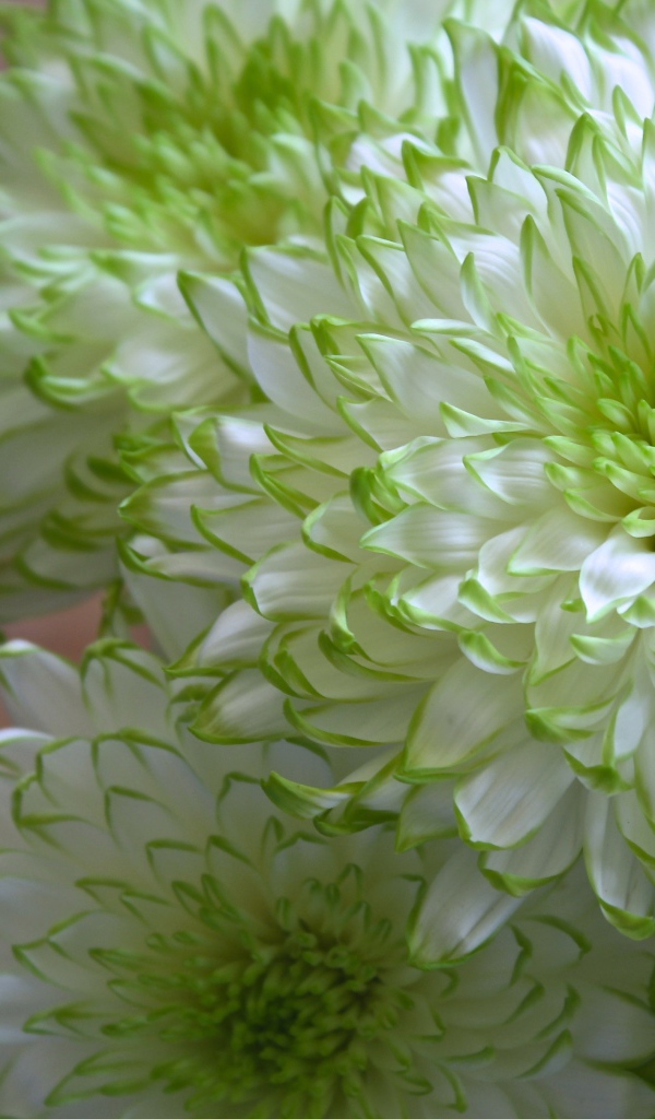 Белые хризантемы с зелеными краями на лепестках 