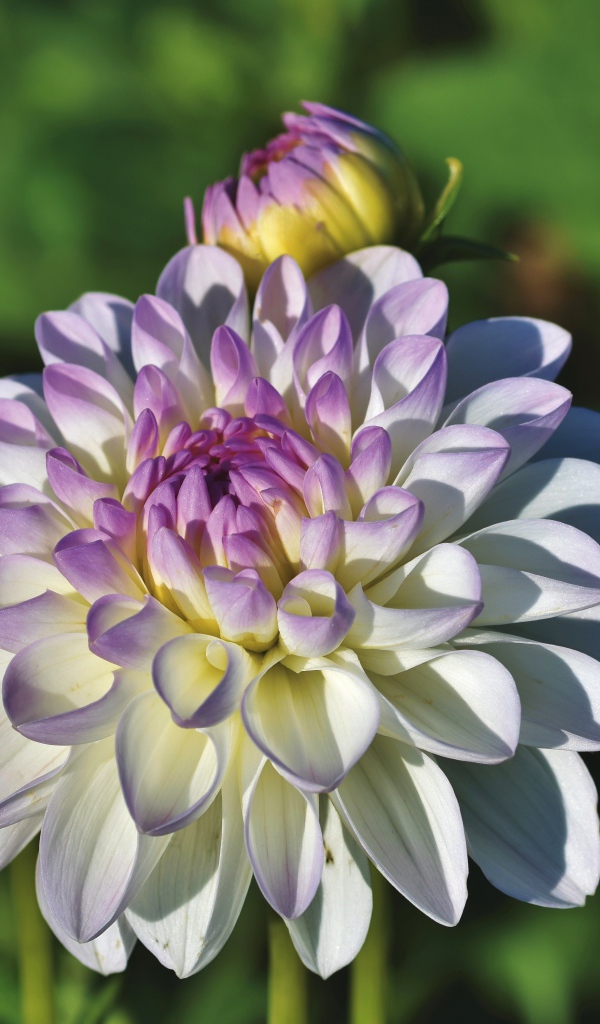 Белый цветок георгина с фиолетовой серединкой