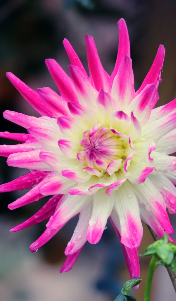 Белая георгина с розовыми лепестками