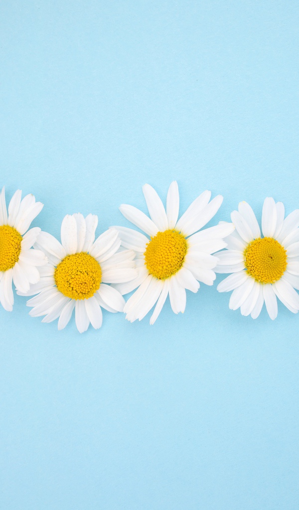 Белые ромашки с желтой серединкой на голубом фоне 
