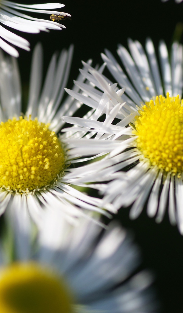 Белые ромашки с тонкими лепестками и желтой серединкой