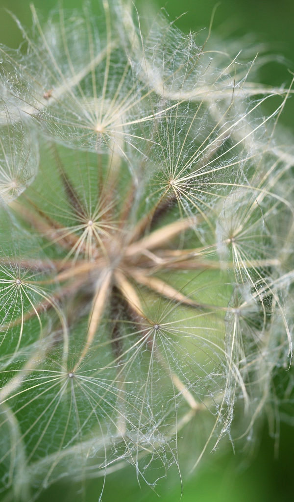 Белые семена одуванчика крупным планом