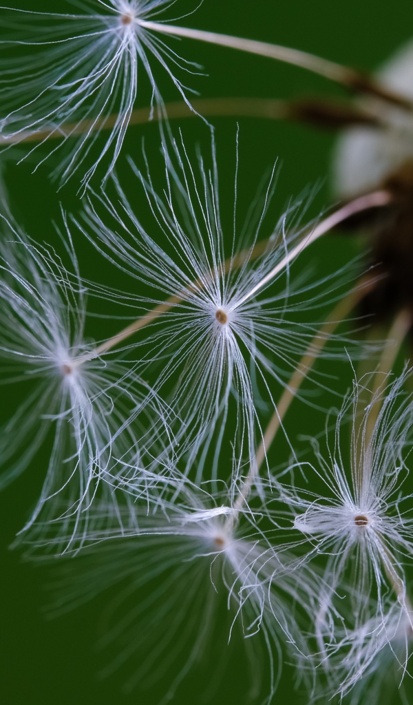 Белые семена одуванчика на зеленом фоне 