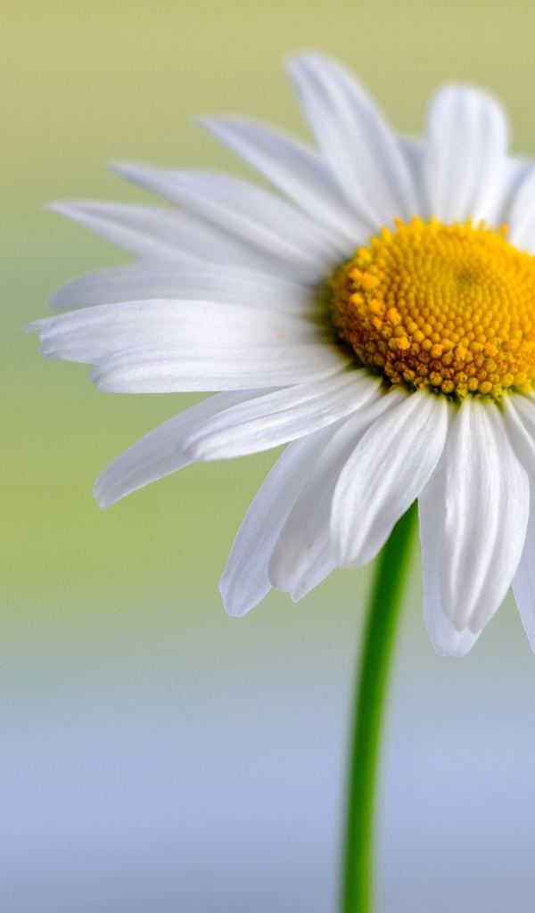 Белые нежные лепестки с желтой серединкой у цветка ромашки