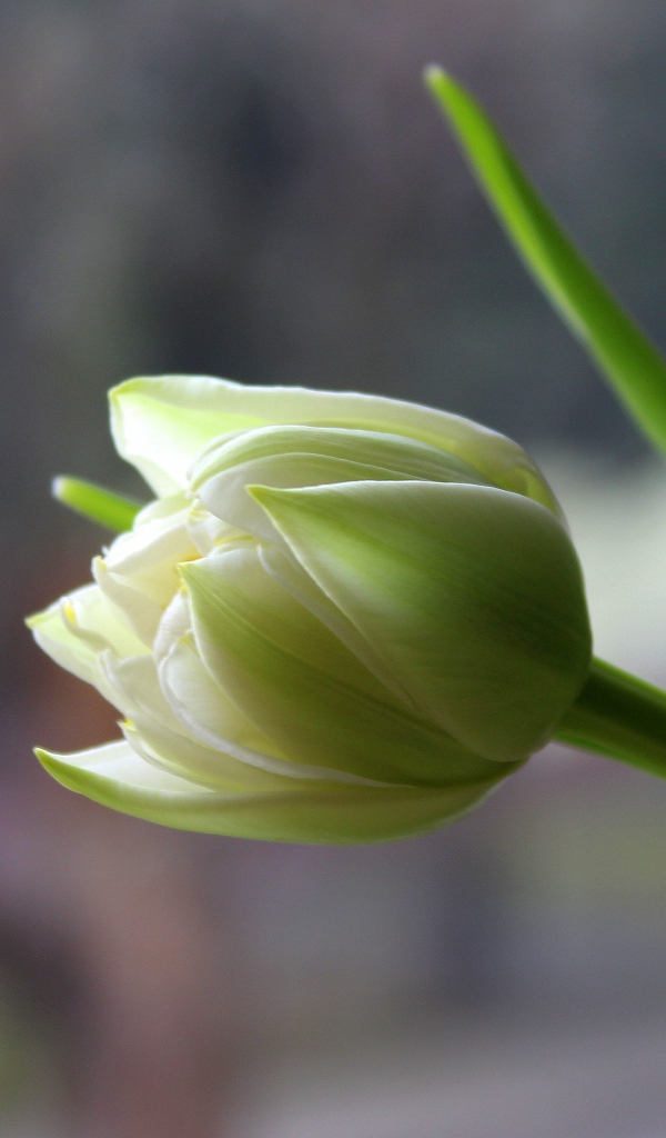 Белый нежный тюльпан с зелеными листьями крупным планом