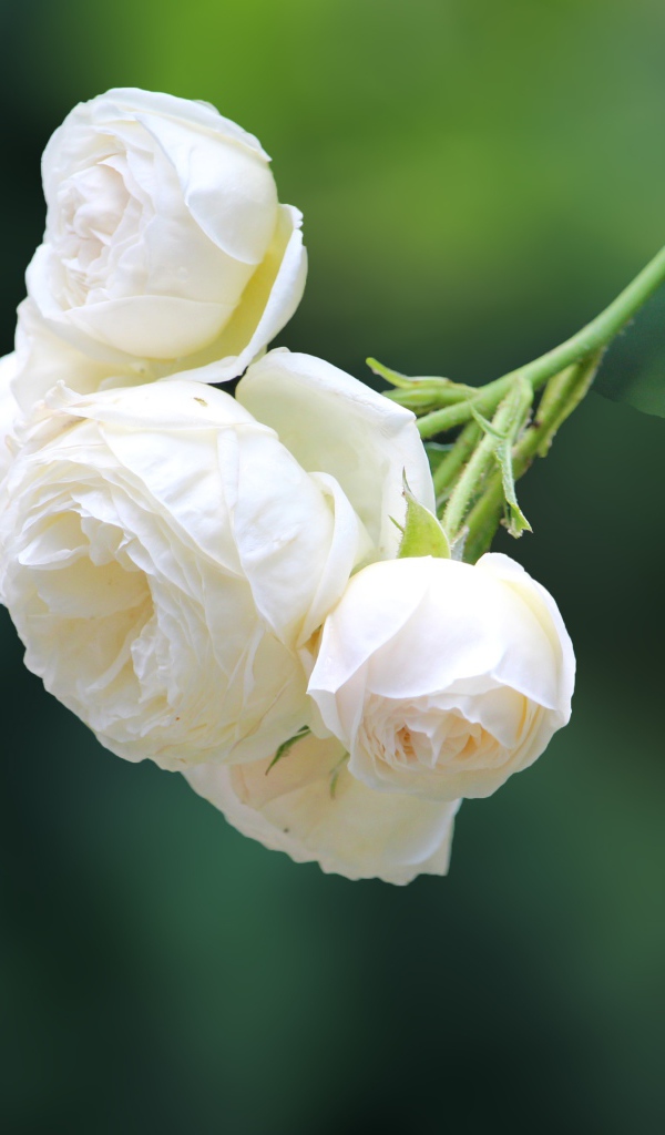 Белые цветы плетущейся розы